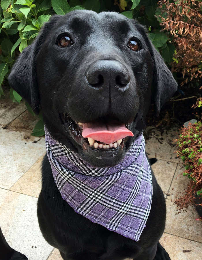 purple dog bandana