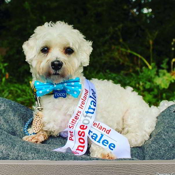 Nose of Tralee Wicklow Finalist Poco wearing his turquoise polka dot bow tie from Dimples Sew Happy
