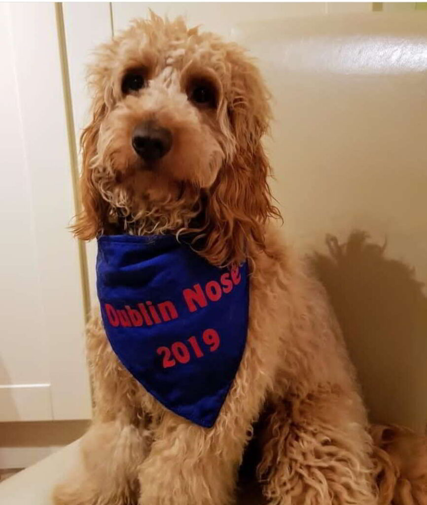 Nose of Tralee Dublin Finalist Teddy with a personalised bandana from Dimples Sew Happy