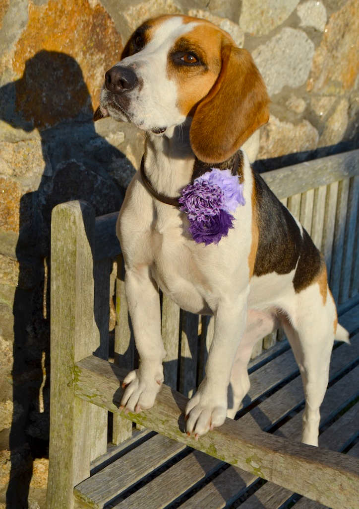 Purple Triple Flower Dog Collar | Dimples Sew Happy