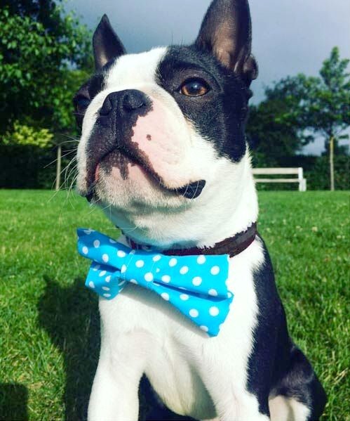 Turquoise Polka Dot Dog Bow Tie | Dimples Sew Happy