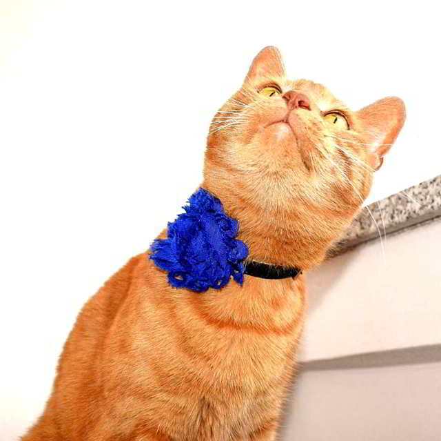 flower collar attachment for cats